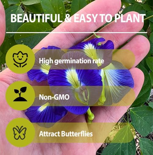 30Pcs Butterfly Pea Flower Seeds for Planting-Non-GMO Heirloom Plant Seeds Garden Outdoor