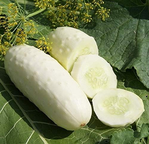 Seeds White Cucumber Pickling Heirloom Vegetable Non GMO