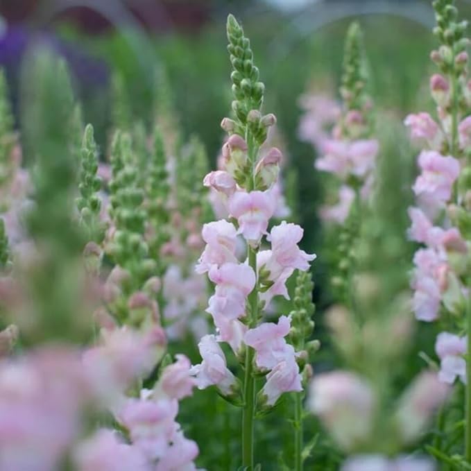 300+ Costa Silver Snapdragon Seeds Appleblossom Flowers Garden Planting