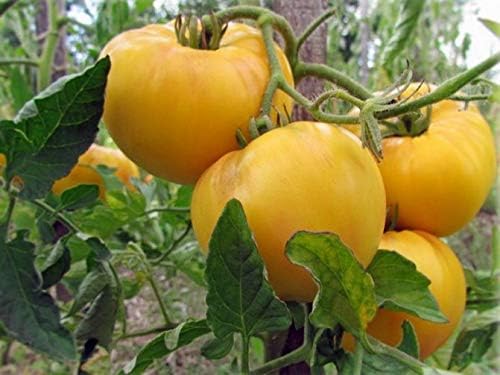NIKA SEEDS - Seeds Vegetable Beefsteak Tomato Lemon Giant - 40 Seeds