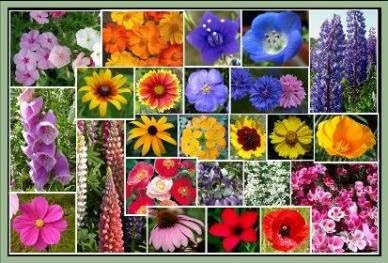 Dirt Goddess Super Seeds ~ Pacific Northwest Wildflower Seed Mix (1 Lb) 25 Species of Wildflower Seeds Non GMO Bulk