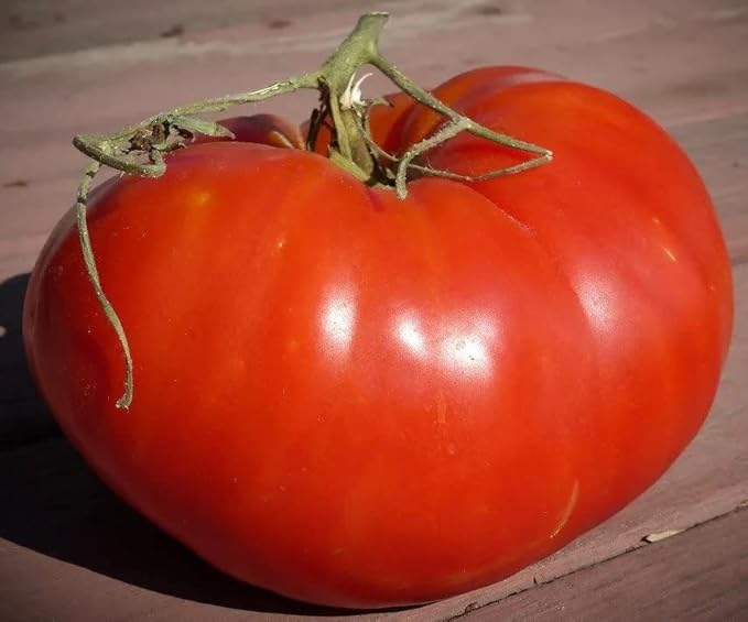 RAISE ME UP: Seeds Red Giant Beefsteak Tomato Indeterminate Non GMO Heirloom