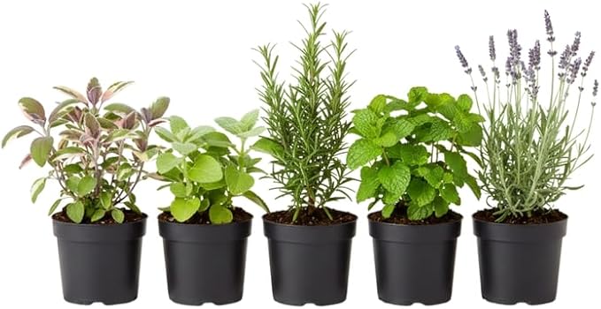 Pack 5 Herb Plants Assortment, Well Rooted Herb Plant Live 4-8'' Tall (Mint, Lemon Balm, Rosemary, Sage and Additional Fresh Herbs), Fragrant Herbs Variety Pack for Outdoor Planting
