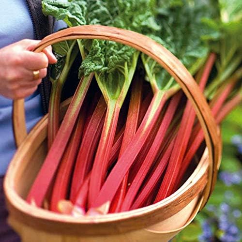 Rhubarb 'Victoria' Seeds – Perennial Vegetable (Rheum × hybridum) | Heirloom Variety, Tart Flavor, Cold-Hardy & Heavy-Yielding