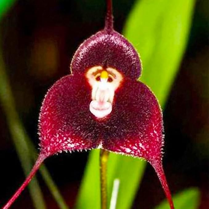 210+ Perennial Monkey Orchid Flower Seeds for Planting-Non-GMO Heirloom Plant Seeds Garden Outdoor