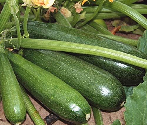 CEMEHA SEEDS - Seeds Light Green Zucchini Courgette Squash 36 Days Non GMO Vegetable for Planting