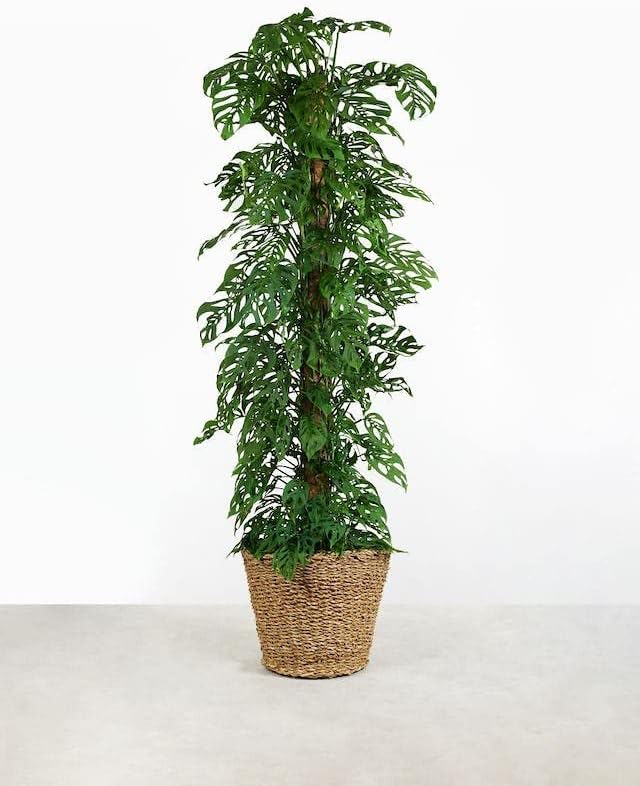Gardenera Monstera ADANSONII Plant Soil: Expert Blend for Optimal Growth & Root Development - 2 Quart