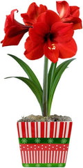 Easy to Grow Amaryllis Ferrari Red - 1 Planted Flower Bulb in a Ceramic Holiday Square Gift, Blooms Indoors for Holidays in 4 to 8 Weeks