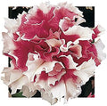 Park Seed Pirouette Red Petunia – Double Grandiflora with 3–4 Inch Ruffled Rose-Red and White Blooms, Compact 10–15 Inch Plants for Borders, Containers, or Beds – Pack of 35