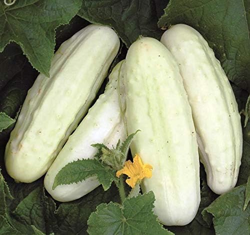 RAISE ME UP: Seeds Cucumber White Angel F1 50 Days for Pickling Indoor Non GMO Open-Pollinated Hybrid