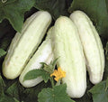 RAISE ME UP: Seeds Cucumber White Angel F1 50 Days for Pickling Indoor Non GMO Open-Pollinated Hybrid