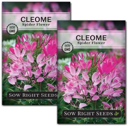 Sow Right Seeds - Spider Blend Cleome Seeds for Planting Outdoors - Non-GMO Heirloom Variety - Easy and Fast to Grow - Annual Flower for Vibrant Gardens - Ideal for Butterfly Attracting (2)
