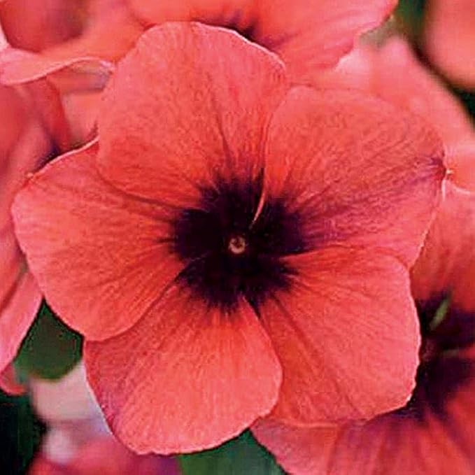 Park Seed Tattoo Papaya Vinca Seeds - Pack of 100 Seeds, Vibrant Papaya-Orange Blooms, Heat Tolerant, Perfect for Containers, Hanging Baskets, and Garden Borders