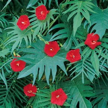 Park Seed Cardinal Climber Vine Seeds, Pack of 30 Seeds