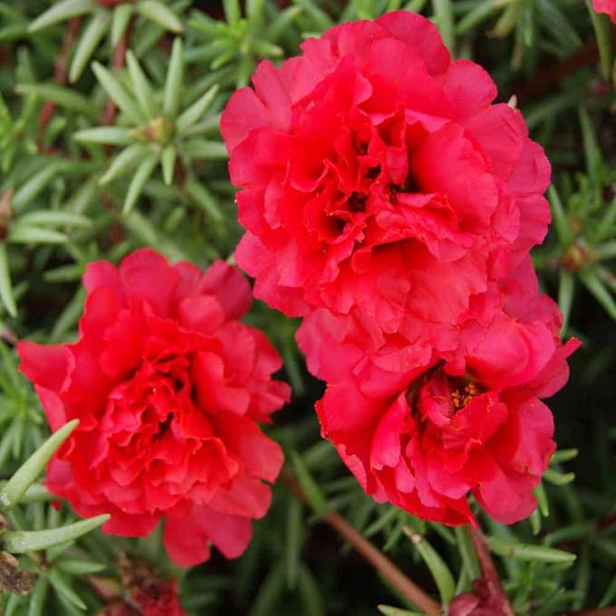 Mixed Moss Rose Seeds 1000 Seeds ‘Portulaca Grandiflora’ Flowers for Bonsai Garden Balcony Heat Drought Tolerant Fast-Growing Ground Cover Low-Maintenance