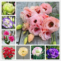 New Fresh 100pcs Mixed Eustoma Flower Seeds Generic