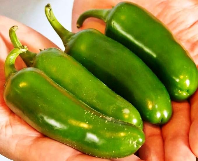 30+ Seeds Jalapeno Chili Pepper - Vegetable Green