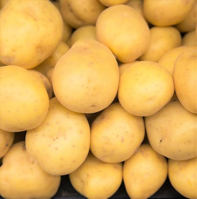 Yukon Potato Seeds, 60 True Potato Seeds Vegetable Heirloom for Growing