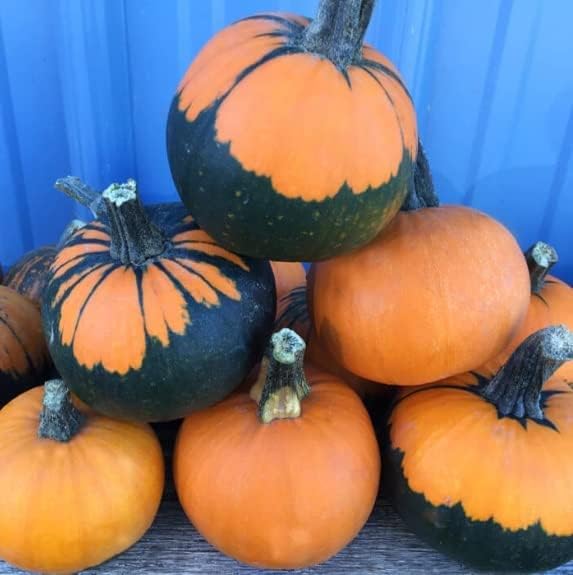 Pumpkin Seeds for Planting (10 Seeds) - Exotic and Hard to Find Pumpkin, Squash and Gourd Seeds - Vegetable Garden Seeds (Batwings)