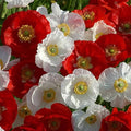 Park Seed Poppy Flower Plant Seeds, Easy to Grow, Perfect for Spring Garden, National Mix, Pack of 500
