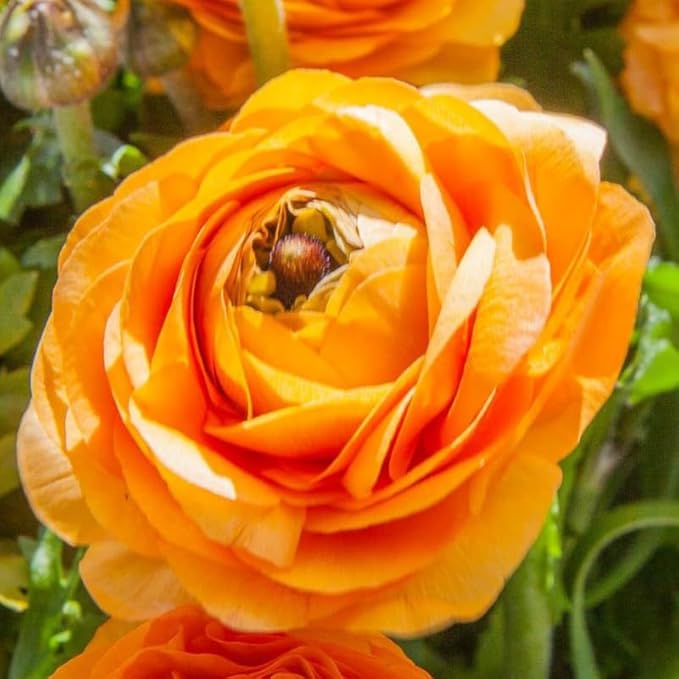 Pack 25 Ranunculus Bulbs for Planting, Orange Ranunculus Corms, Butterfly Ranunculus Flowers Bulbs to Grow, Peony Buttercup Ranunculus