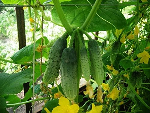 CEMEHA SEEDS Cucumber Titus F1 Vine Open-pollinated Non-GMO Vegetable Heirloom for Planting