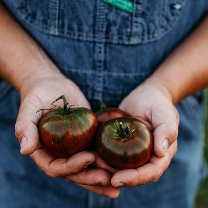 Paul Robeson Heirloom Tomato - 50 Seeds - Heirloom Purple Tomato Variety, Non-GMO Vegetable Seeds for Planting in The Home Garden, Thresh Seed Company