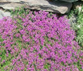 Thyme Creeping Thyme Great Garden Herb 3,000 Seeds