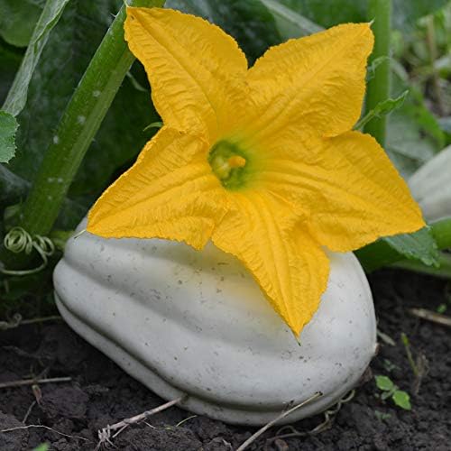 Park Seed Mashed Potato Winter Squash Seeds – Unique White Flesh & Skin, Fluffs Like Mashed Potatoes When Baked, Compact 1–2 lb, Productive Vines with 3–4 Fruits Each, Versatile in Recipes, Pack of 20