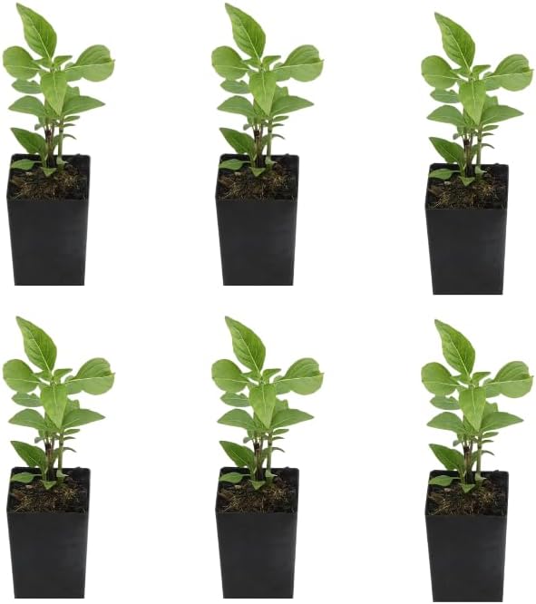 6 Greek Basil Plants for Planting, Sweet Basil Plants Culinary Basil Seedlings Fragrant Herb 3-6 Inch Tall, Ship No Pot