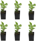 6 Greek Basil Plants for Planting, Sweet Basil Plants Culinary Basil Seedlings Fragrant Herb 3-6 Inch Tall, Ship No Pot