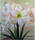 Amaryllis Picotee Healthy Bulb 28-30cm! Great Holiday Gift! Easy Grow Bulbs!