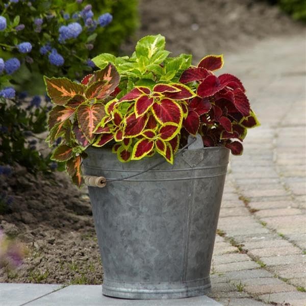 Park Seed Wizard Mix Improved Coleus Seeds – Grow Your Own Vibrant Indoor or Outdoor Plants, Shade-Loving Annual, Colorful Foliage for Beds, Borders, or Containers, Easy to Grow, Pack of 500