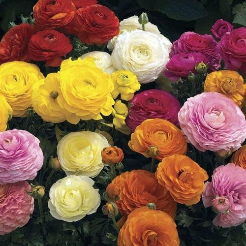 Park Seed Maché Mix Ranunculus Seeds – Vibrant Cup-Shaped Flowers in a Bold Color Blend, Perfect for Bouquets & Borders, Non-GMO, Pack of 15 Seeds