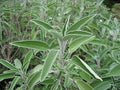 Sage Great Garden Heirloom Herb by Seed Kingdom (300 Seeds)