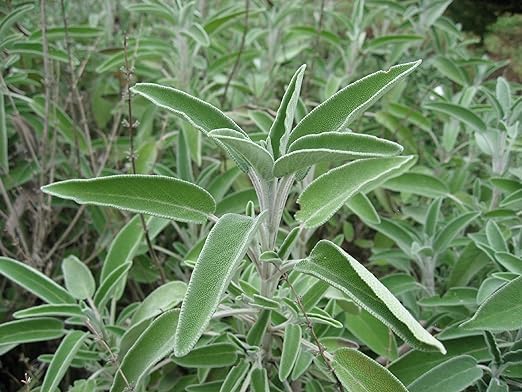Sage Great Garden Heirloom Herb by Seed Kingdom (300 Seeds)