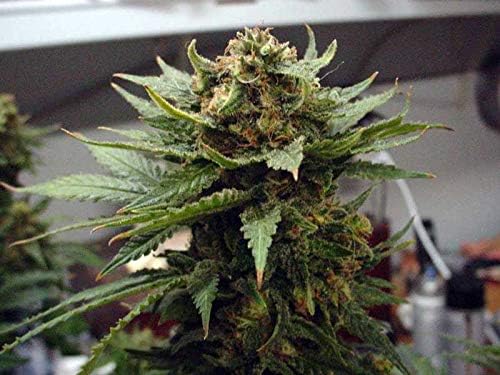 Wow Kelp Meal Soil Conditioner (1lb)