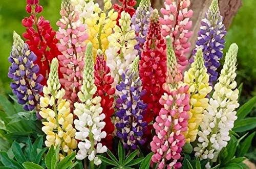 NIKA SEEDS - Seeds Flowers Lupine Giant Mix Perennial - 30 Seeds
