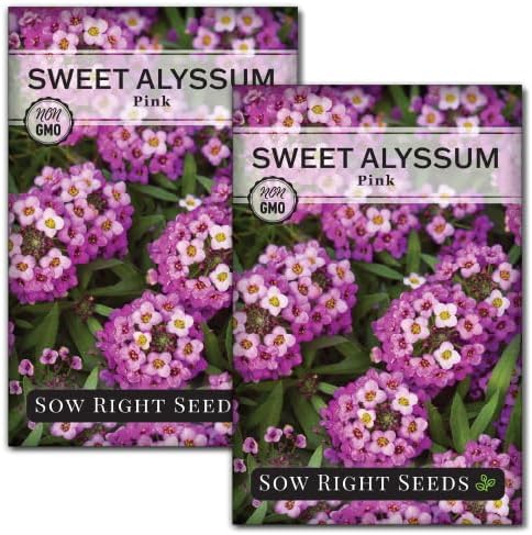 Sow Right Seeds - Sweet Pink Alyssum Seeds for Planting - Non-GMO Heirloom Annual or Short-Lived Perennial Blooms - Easy to Grow, Attracts Pollinators - Ideal for Borders, Containers, Ground Cover (2)