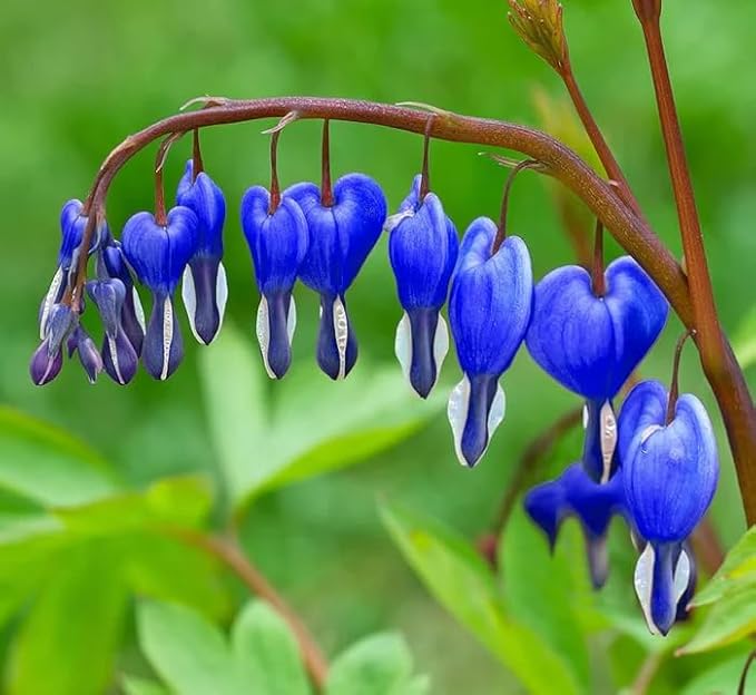100 Bleeding Heart Seeds - Elegant Heart-Shaped Hanging Blooms, Cold & Shade-Tolerant Garden Flowers, Spring-Blooming Perennials, Perfect for Shady Areas