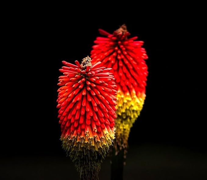 Seeds Kniphofia Red Poker 80 Seeds for Planting Torch Lily Poker Plant Tall Perennial Plant Non-GMO