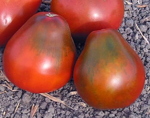 Seeds Tomato Pear-Shaped Black Heirloom Vegetable for Planting Non GMO