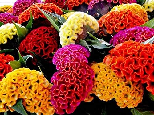 22Day Seeds: Seeds Cockscomb Mix/Celosia cristata/Includes Variety Crested West Indian Toreador/Annual Flowers