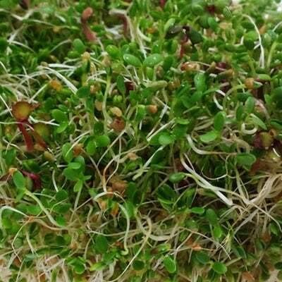 Todd's Seeds Superfood, Beginner's Sprouting Seed Mix for Microgreens, Heirloom, Non-GMO, Purple Kohlrabi, Collards, Radish Seeds, Turnip and Broccoli Seeds Salad Mix (1/2 Pound)