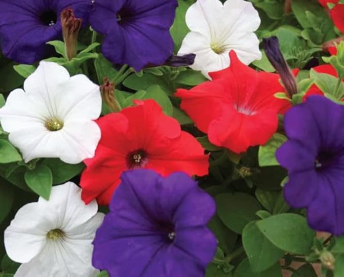 500+ Seeds Petunia Unicum Rainbow Cascade - Flower Mix