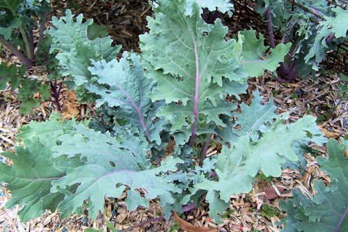 Kale Red Russian Great Heirloom Vegetable by Seed Kingdom Bulk 30,000 Seeds