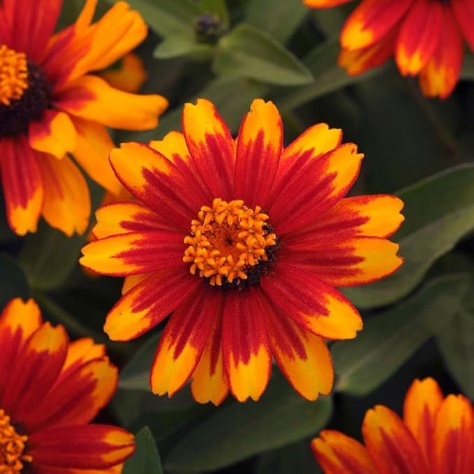 Park Seed Zahara Sunburst Zinnia Seeds - Pack of 100 Seeds, Fleuroselect Award Winner, 2½-Inch Blooms, Heat, Drought, and Disease-Resistant, Non-GMO, Perfect for Hot, Dry Beds and Containers