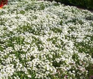 Dirt Goddess Super Seeds~ Alyssum, Carpet of Snow Flower Seeds Lobularia maritima (1/4 Lb)