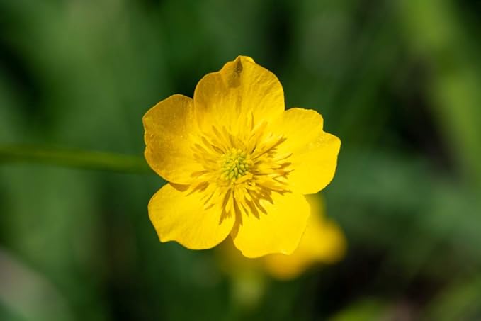 Western Buttercup Seeds (Ranunculus occidentalis) – 250+ Non-GMO & Heirloom Seeds by Isla’s Garden Seeds, Long-Blooming Field Flowers for Pollinator-Friendly Gardens, Great Gardening Gift