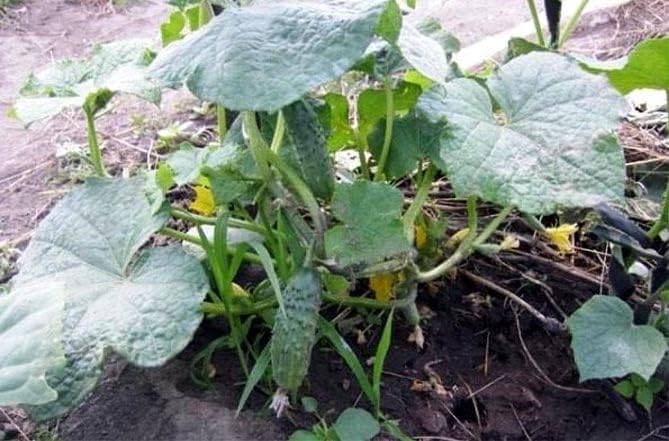40+ Seeds Cucumber Bush Gift - Vegetable Open-Pollinated